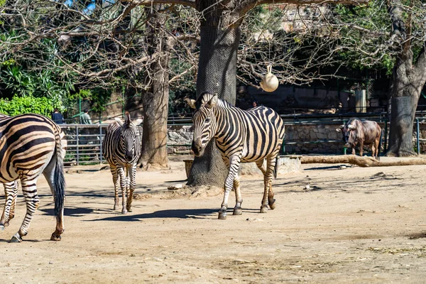 Chapman 's Zebra (Equus burchelli chapmanni) en el Zoológico de Barcelona — Foto de Stock