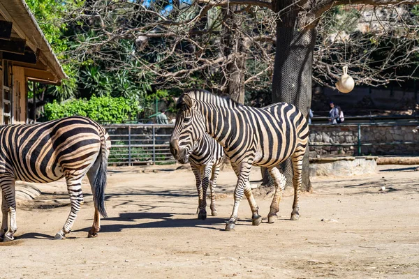 Chapman 's Zebra (Equus burchelli chapmanni) en el Zoológico de Barcelona — Foto de Stock