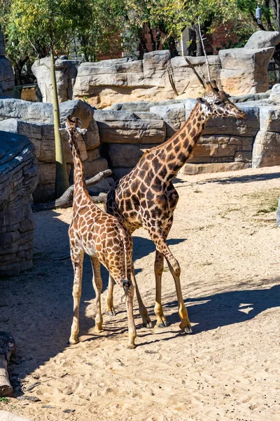 Rothschilds Jirafa (Giraffa camelopardalis rothschildi) en el Zoológico de Barcelona — Foto de Stock