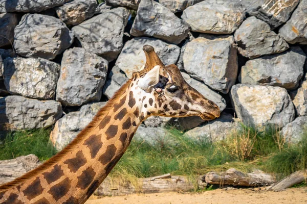 Rothschilds Jirafa (Giraffa camelopardalis rothschildi) en el Zoológico de Barcelona — Foto de Stock