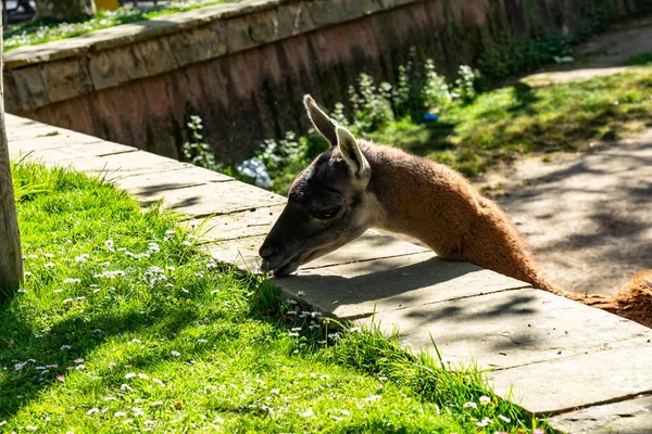 Guanaco (Lama guanicoe) w zoo w Barcelonie — Zdjęcie stockowe