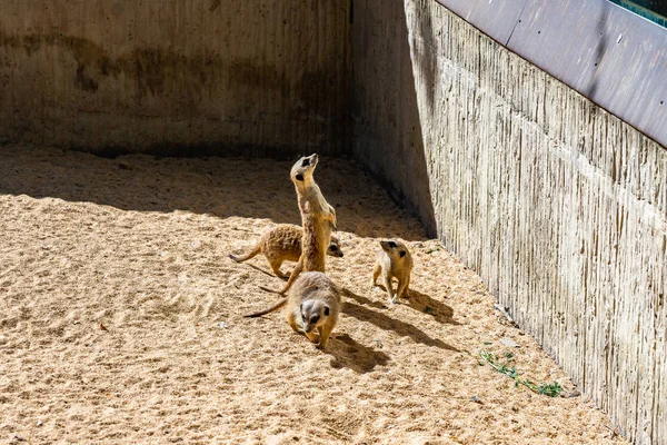 Meerkat (Suricata suricatta) в зоопарке Барселоны — стоковое фото