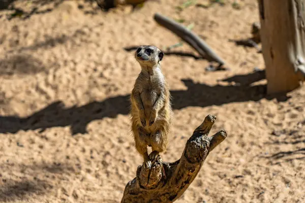 Meerkat (Suricata suricatta) no Zoológico de Barcelona — Fotografia de Stock