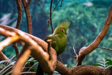 Barcelona hayvanat bahçesinde Senegal Turaco (Tauraco persa)