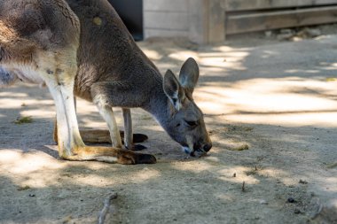 Barselona Hayvanat Bahçesi 'nde Kırmızı Kanguru (Macropus Rufus)