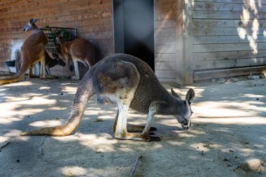 Barselona Hayvanat Bahçesi 'nde Kırmızı Kanguru (Macropus Rufus)