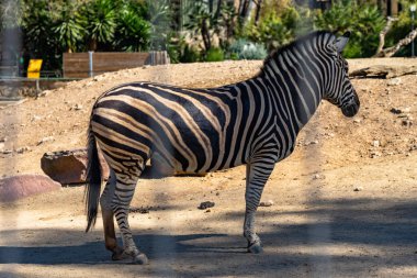 Chapman 'ın Zebra' sı (Equus burchelli chapmanni) Barcelona Hayvanat Bahçesinde