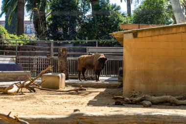 Avrupa bizonu (Bison bonasus) Barcelona hayvanat bahçesinde