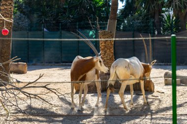 Barcelona hayvanat bahçesinde Scimitar Oryx (Oryx dammah)