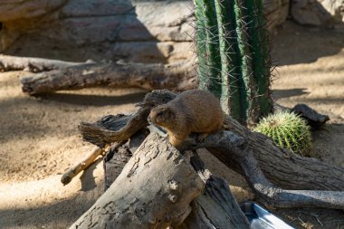 Barcelona hayvanat bahçesinde siyah kuyruklu çayır köpekleri (Cynomys ludovicianus)