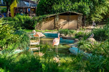 Amerikan Şili flamingosu (Phoenicopterus chilensis ruber) Barcelona hayvanat bahçesinde