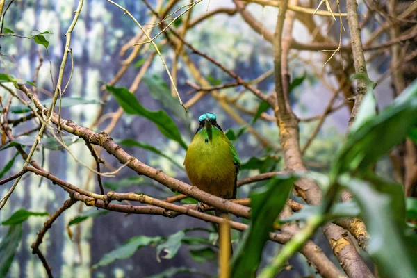 Blaugekröntes Motmot (Momotus momota) im Zoo Barcelona — Stockfoto