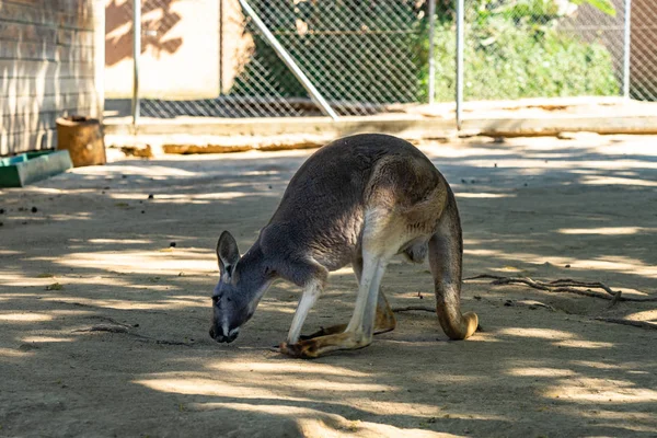 Vörös kenguru (Macropus rufus) a barcelonai állatkertben — Stock Fotó