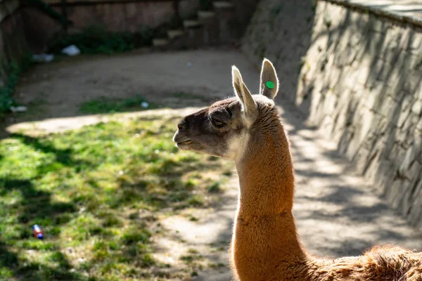 Guanaco (Lama guanicoe) dans le zoo de Barcelone — Photo