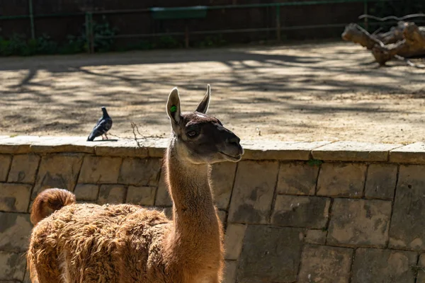 Guanaco (Lama guanicoe) dans le zoo de Barcelone — Photo