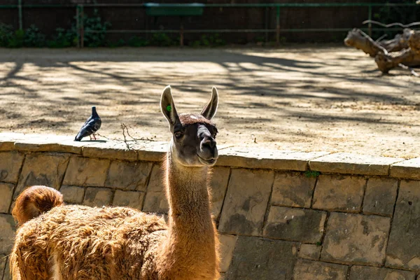 Guanaco (Lama guanicoe) dans le zoo de Barcelone — Photo