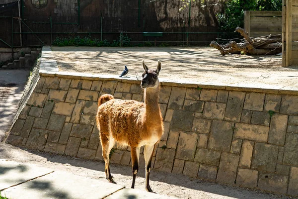 Guanaco (Lama guanicoe) en el Zoológico de Barcelona — Foto de Stock