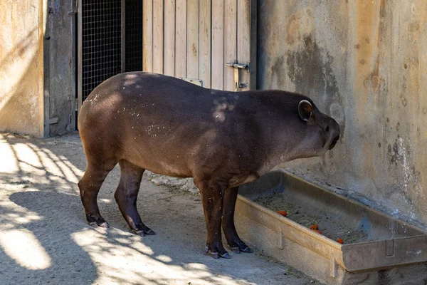 Бразильский тапир (tapirus terrestris) в зоопарке Барселоны — стоковое фото