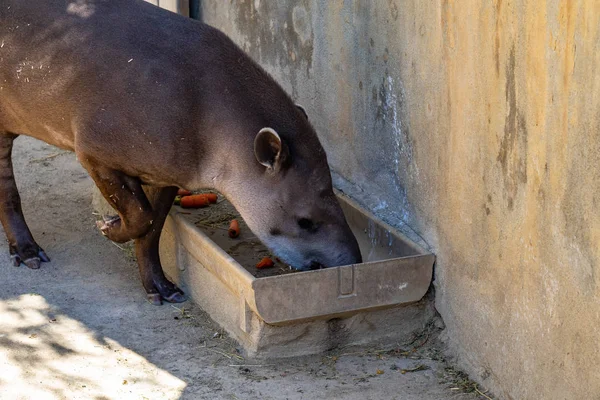 Anta brasileira (tapirus terrestris) no Zoológico de Barcelona — Fotografia de Stock