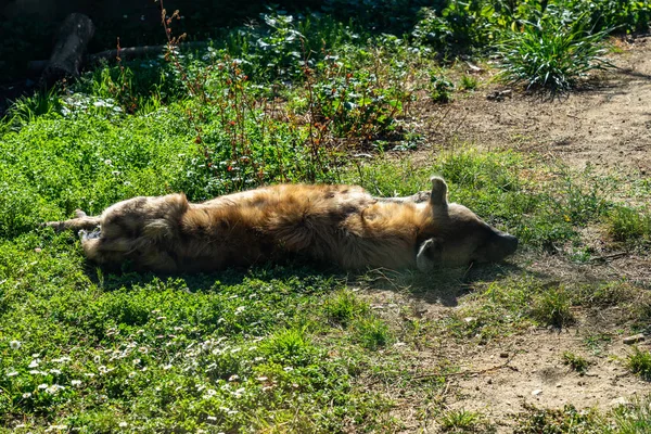 Fläckig hyena (Crocuta crocuta) i djurparken Barcelona — Stockfoto