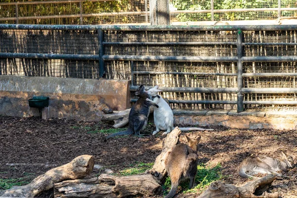 Fond d'écran rouge (Macropus rufogriseus) dans le zoo de Barcelone — Photo