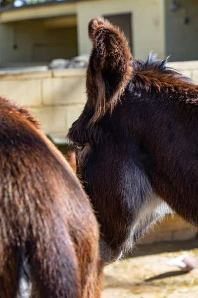 Burro catalán (Equus africanus asinus) en zoológico Barcelona — Foto de Stock