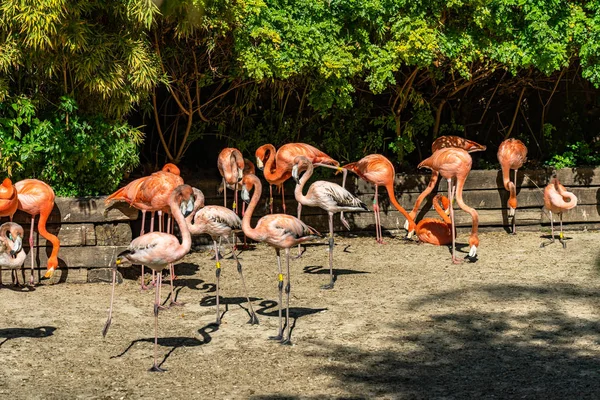 Amerykański flaming chilijski (Fenicopterus chilensis ruber) w zoo w Barcelonie — Zdjęcie stockowe