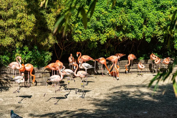 Amerikanischer chilenischer Flamingo (Phoenicopterus chilensis ruber) im Zoo Barcelona — Stockfoto