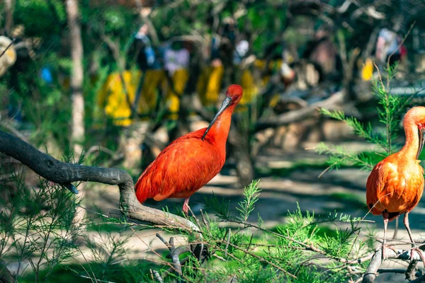 Szkarłatny ibis (Eudocimus ruber) w zoo w Barcelonie — Zdjęcie stockowe