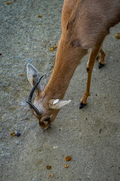 Saharian dorcas gazelle (Gazella dorcas osiris) у зоопарку Барселона — стокове фото