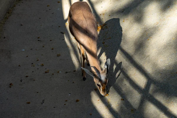 Saharian dorcas gazelle (Gazella dorcas osiris) in zoo Barcelona — Stock Photo, Image