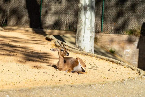 Saharian dorcas gazelle (Gazella dorcas osiris) no zoológico de Barcelona — Fotografia de Stock