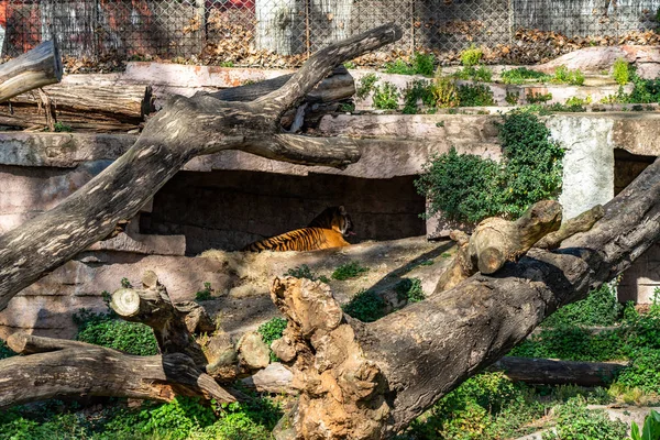 Sumatra tigre (Panthera tigris sumatrae) no zoológico de Barcelona — Fotografia de Stock