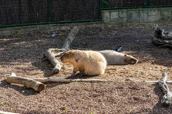 Capybara (Hydrochoerus hydrochaeris) w zoo w Barcelonie — Zdjęcie stockowe