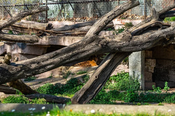 Barcelona hayvanat bahçesinde Sumatran kaplanı (Panthera tigris sumatrae) — Stok fotoğraf