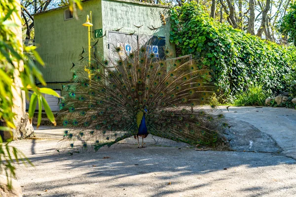 Barselona Hayvanat Bahçesi 'nde Hint Peafbaykuşu (Pavo kriterleri) — Stok fotoğraf