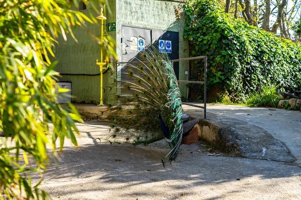 Barselona Hayvanat Bahçesi 'nde Hint Peafbaykuşu (Pavo kriterleri) — Stok fotoğraf