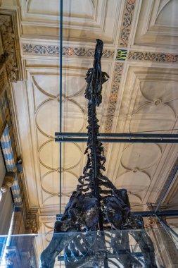 İngiltere, Londra 'daki Doğal Tarih Müzesi