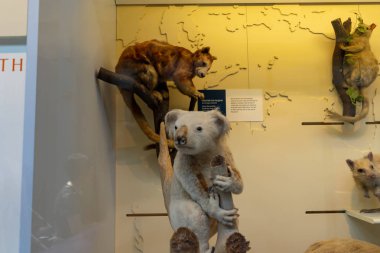 İngiltere, Londra 'daki Doğal Tarih Müzesi