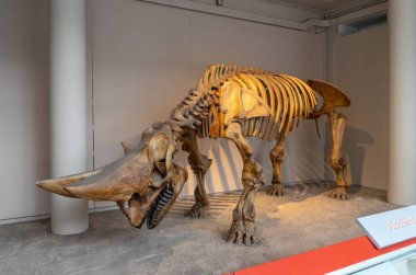 İngiltere, Londra 'daki Doğal Tarih Müzesi