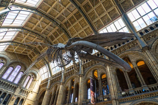 Natural History Museum à Londres, Royaume-Uni — Photo