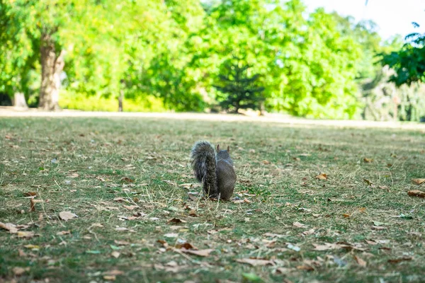 Écureuil sur Hyde Park à Londres, Angleterre, Royaume-Uni — Photo