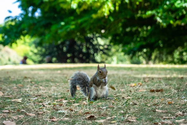 Écureuil sur Hyde Park à Londres, Angleterre, Royaume-Uni — Photo