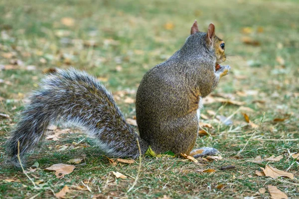 Wiewiórka na Hyde Parku w Londynie, Anglia, Wielka Brytania — Zdjęcie stockowe