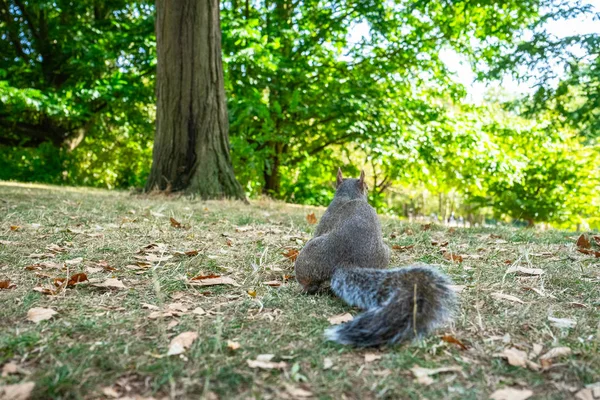 Écureuil sur Hyde Park à Londres, Angleterre, Royaume-Uni — Photo