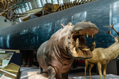 İngiltere, Londra 'daki Doğal Tarih Müzesi