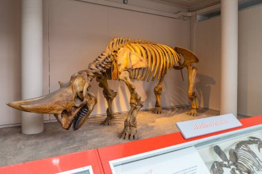 İngiltere, Londra 'daki Doğal Tarih Müzesi