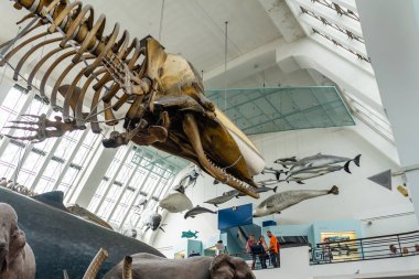 İngiltere, Londra 'daki Doğal Tarih Müzesi
