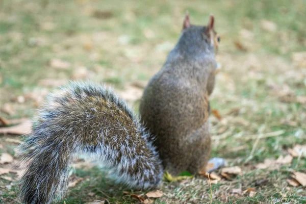 Écureuil sur Hyde Park à Londres, Angleterre, Royaume-Uni — Photo