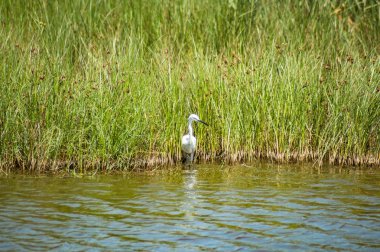 Barselona'daki Remolar doğal rezervi, Katalonya, İspanya.